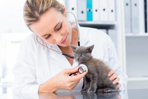 emmener-mon-chaton-chez-le-veterinaire